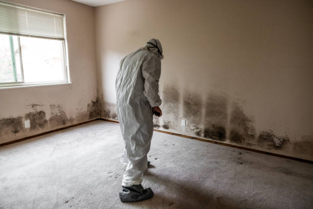 Best Local Mold Removal Service  in Midland Park, NJ