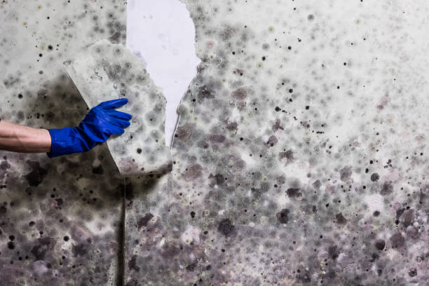 Midland Park, NJ Mold Removal Company